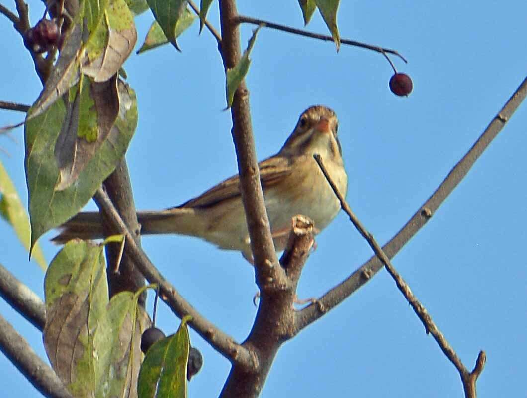 Image de Bruant des plaines