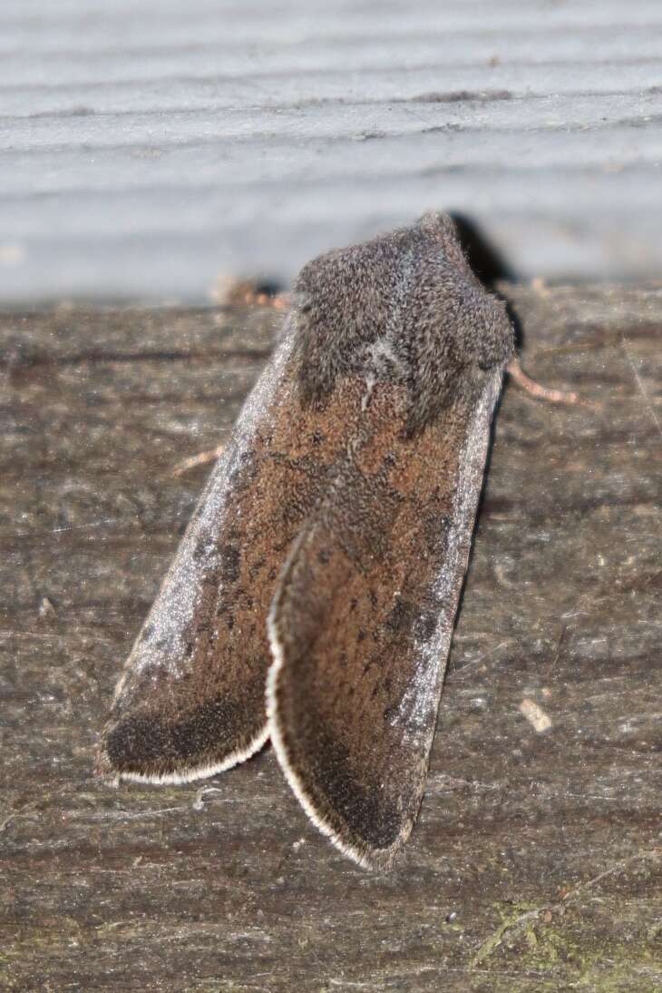 Image of Orthosia transparens Grote 1881