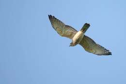 Image of Grey-faced Buzzard