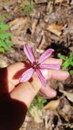 صورة Cosmos carvifolius Benth.