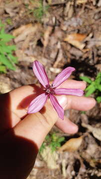 Image of Cosmos carvifolius Benth.