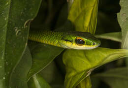 Image of Cope's Parrot Snake