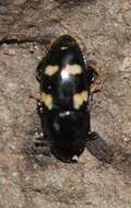 Image of Four-spotted Sap Beetle