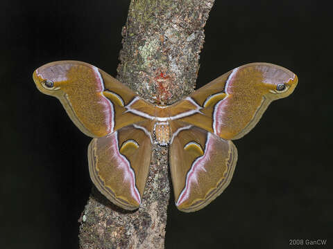 Image of Kohll's Atlas Moth