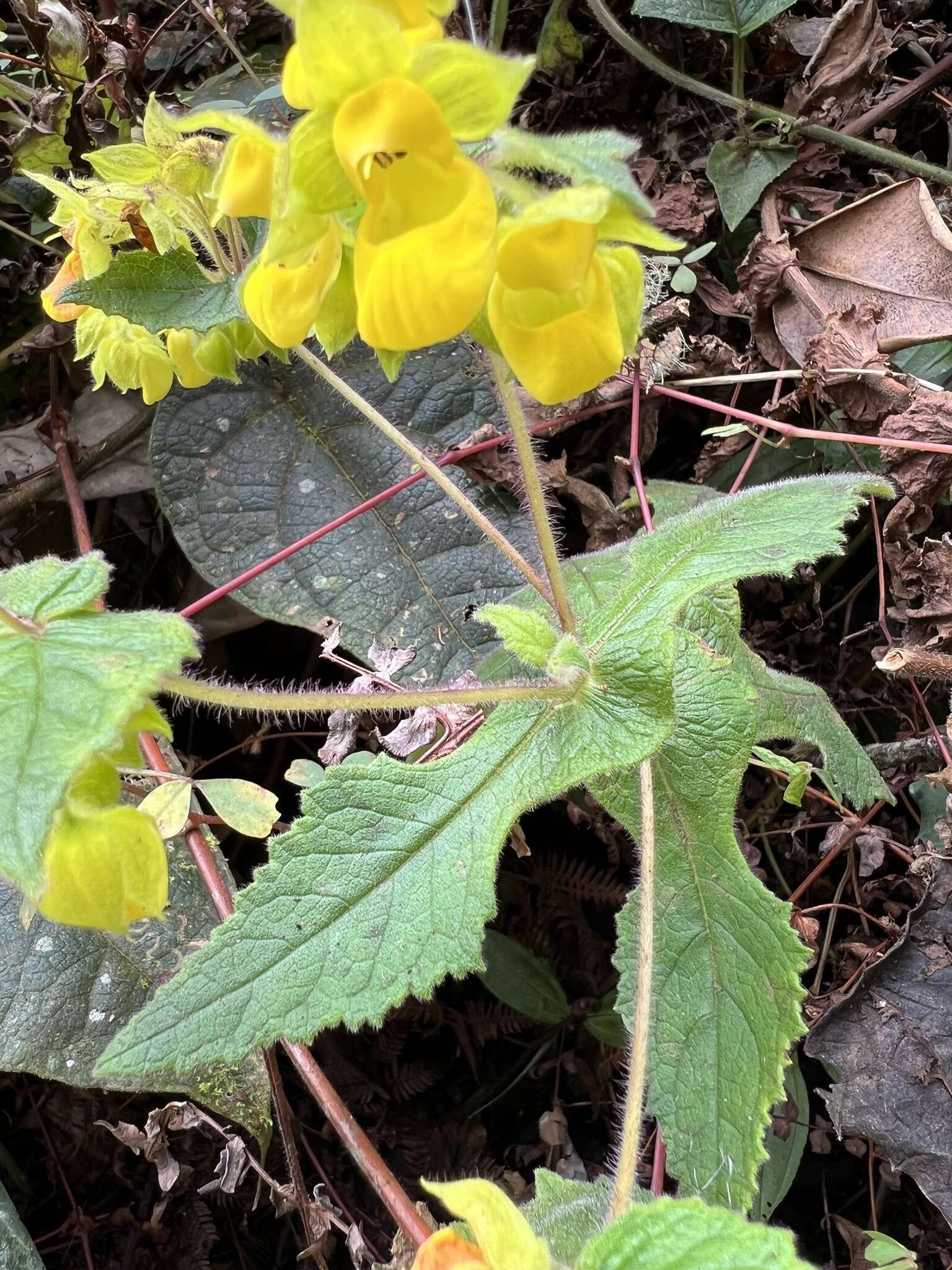 Image of Calceolaria perfoliata L. fil.