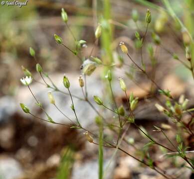 Image of Sabulina tenuifolia (L.) Rchb.