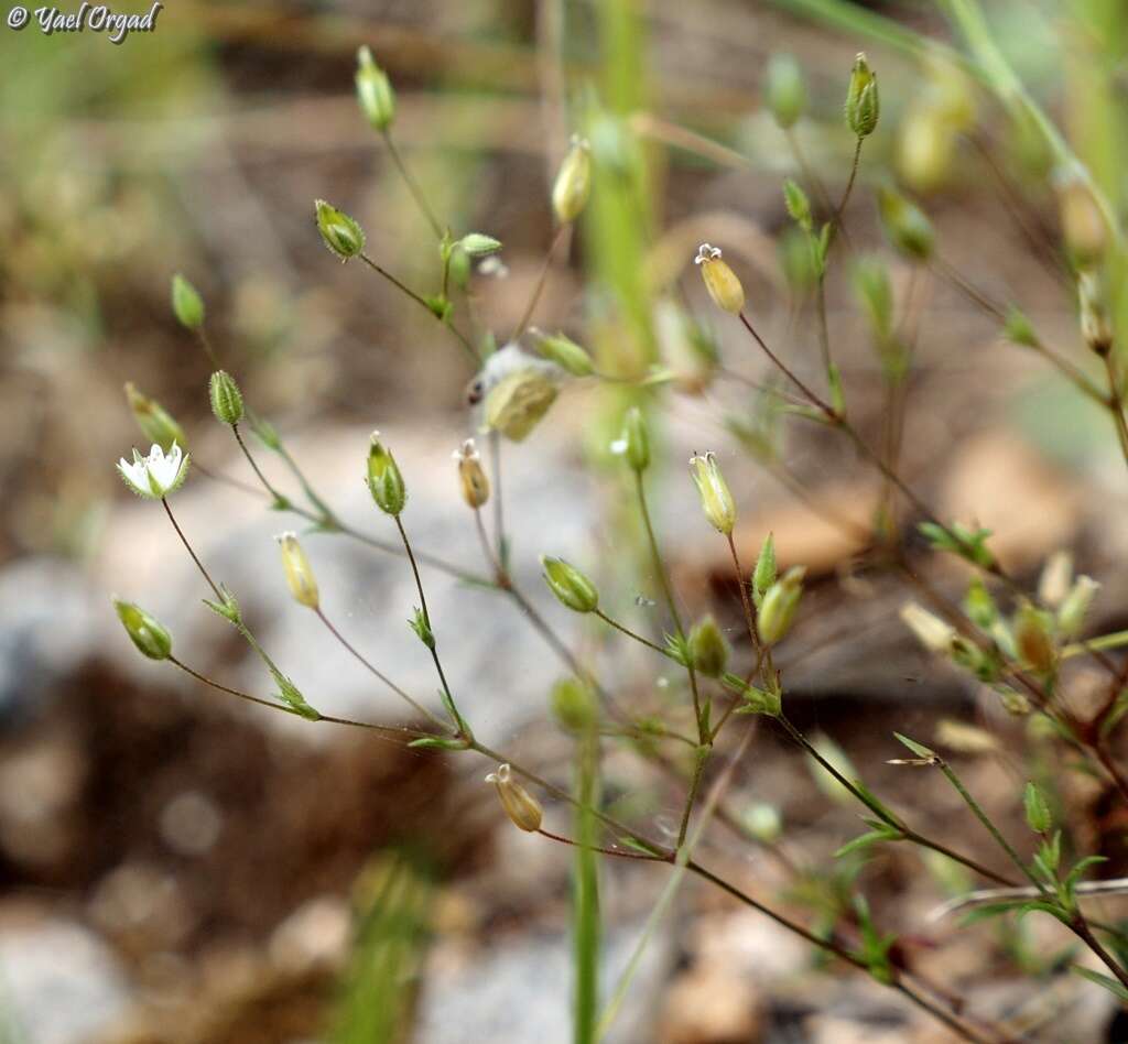 صورة Sabulina tenuifolia (L.) Rchb.