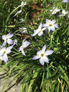 Image of Ipheion