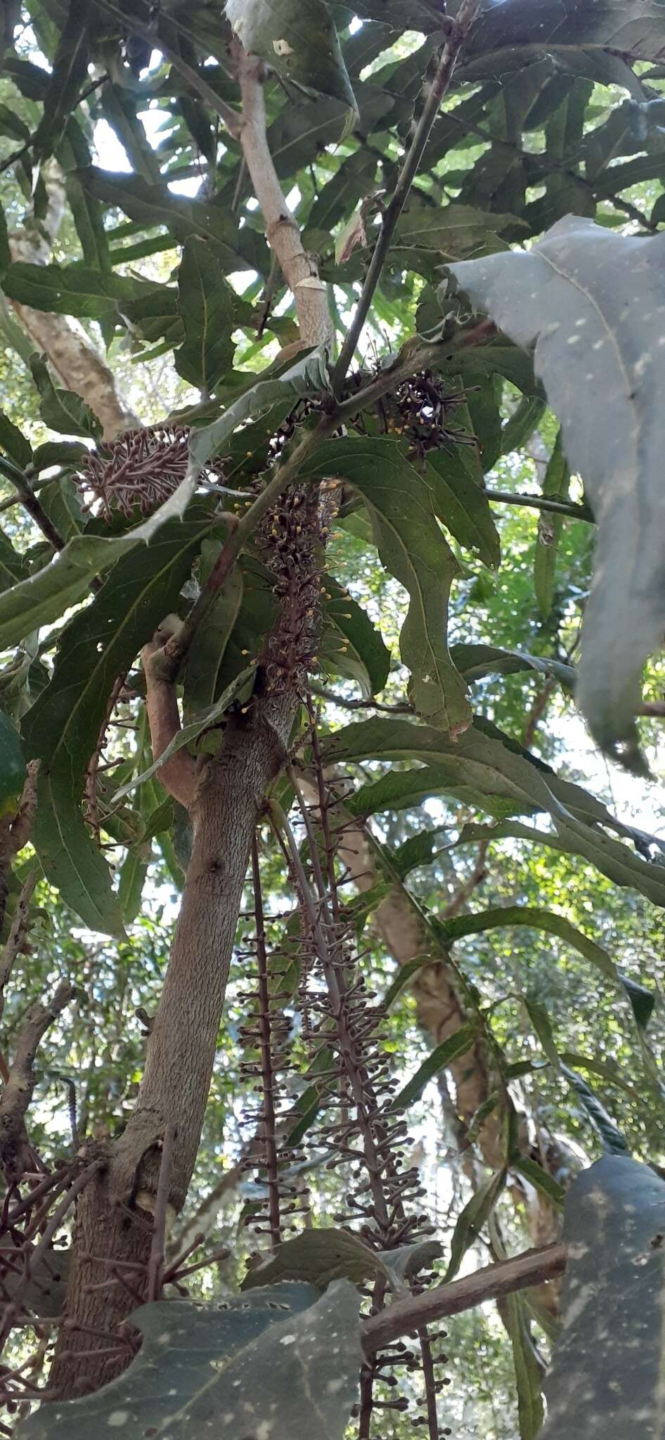 Image of Hicksbeachia pinnatifolia F. Müll.