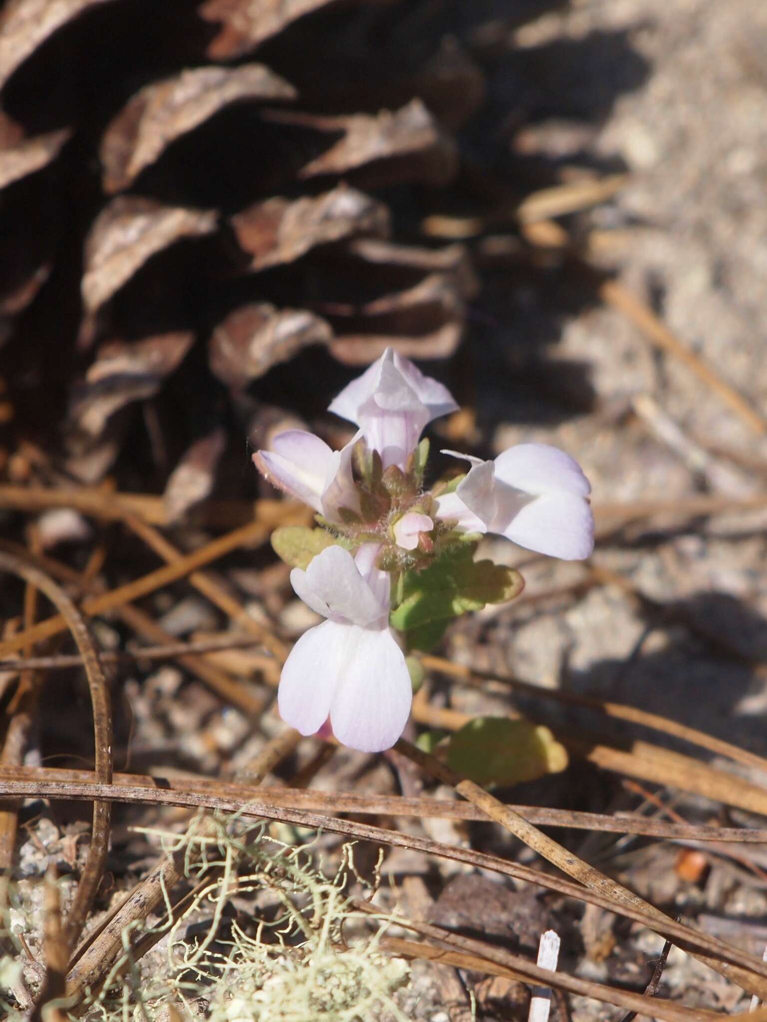 Image de Collinsia bartsiifolia Benth.