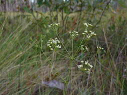 Image of Piedmont Cowbane