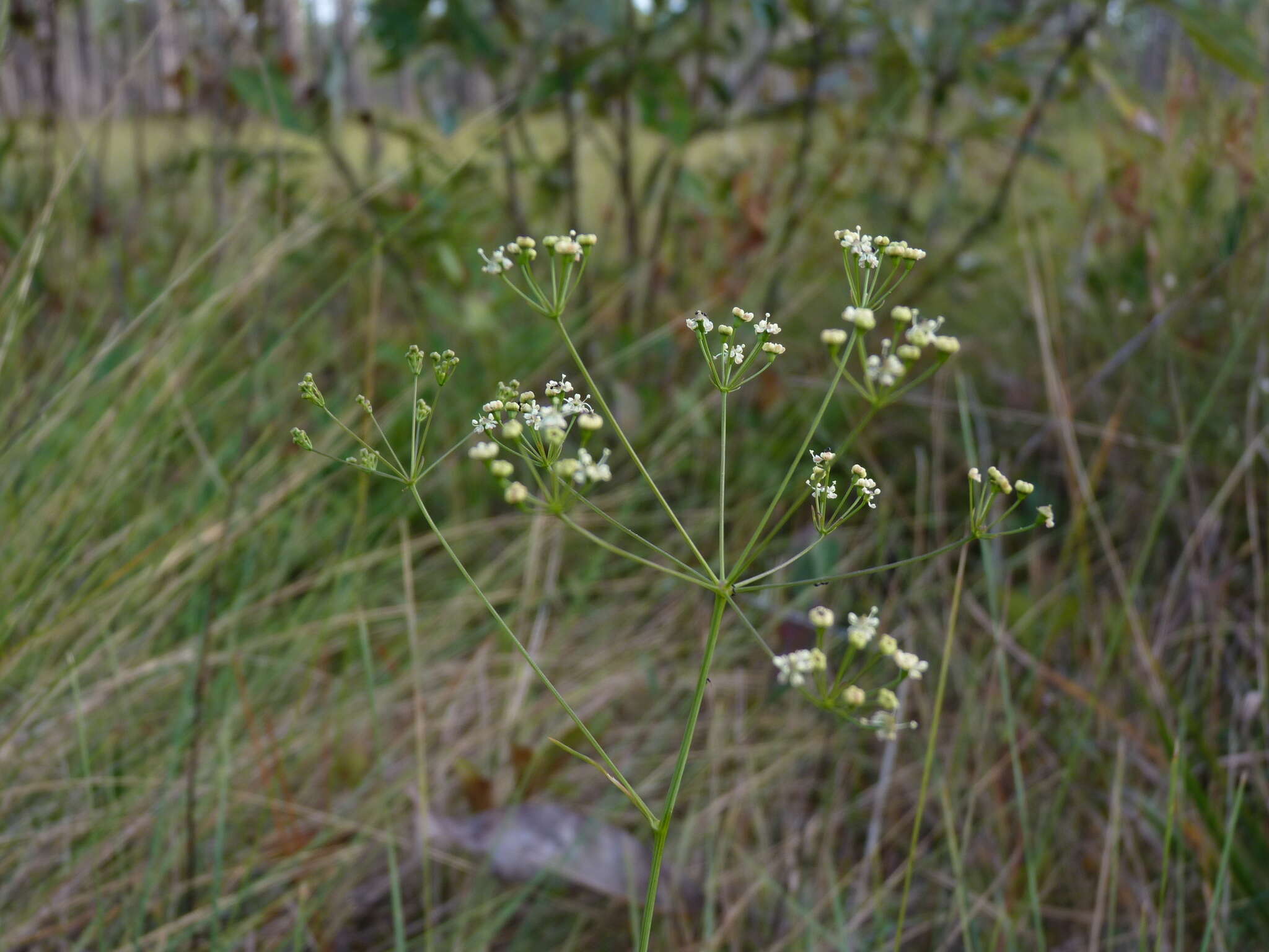 Image of Piedmont Cowbane