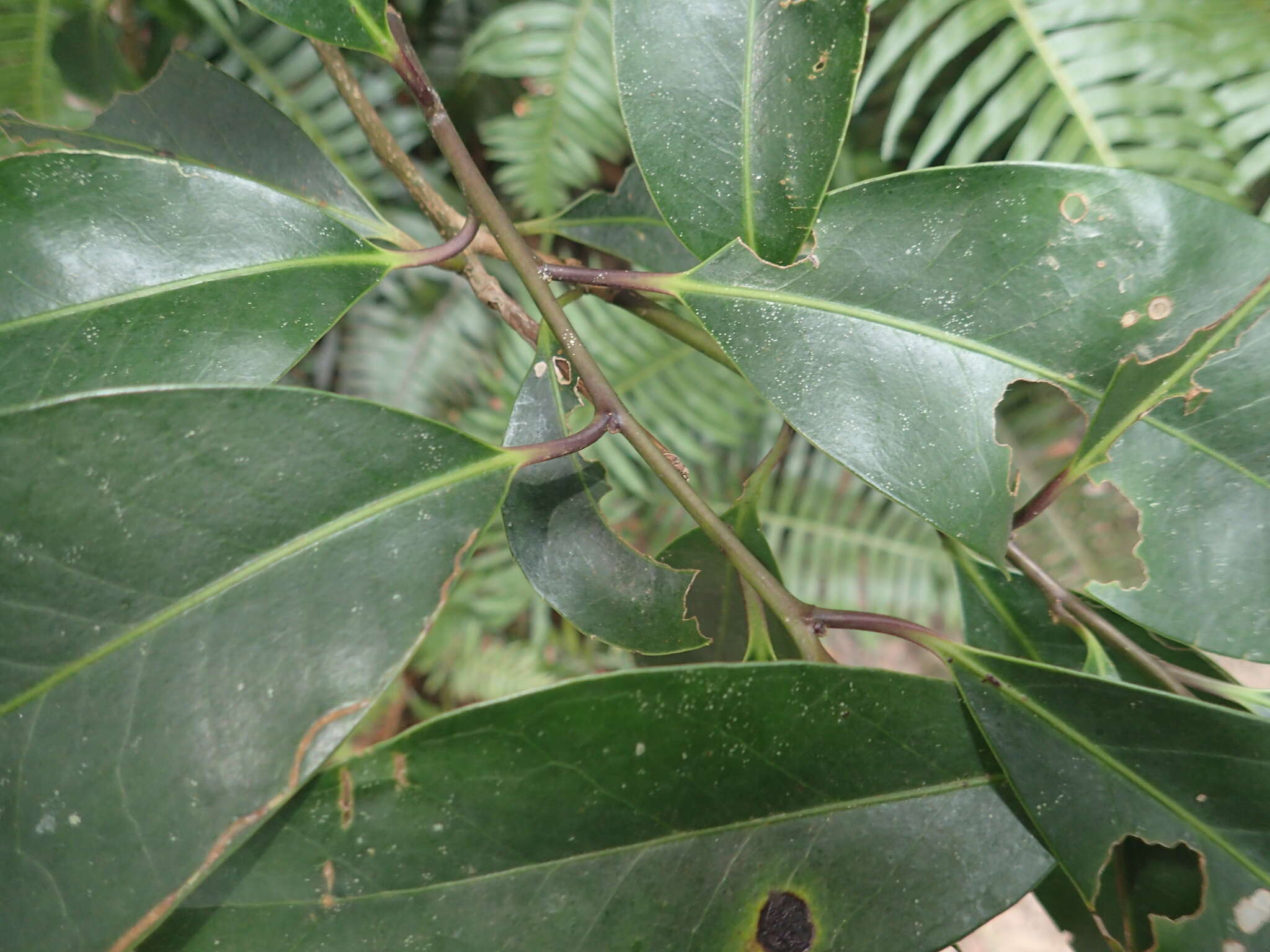 Image of Ilex tugitakayamensis Sasaki