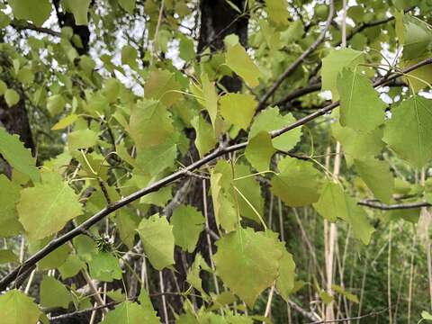 Image of Common Aspen