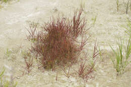 Image of pendantgrass