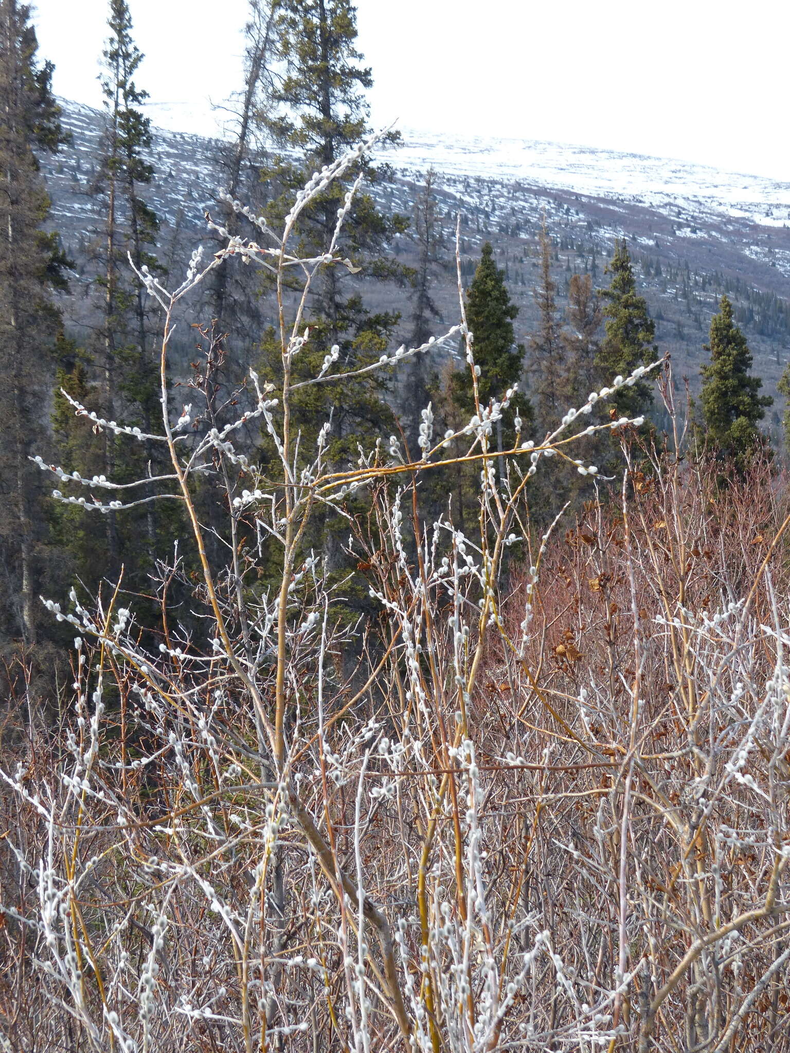 Image de Salix alaxensis var. longistylis (Rydb.) C. K. Schneid.