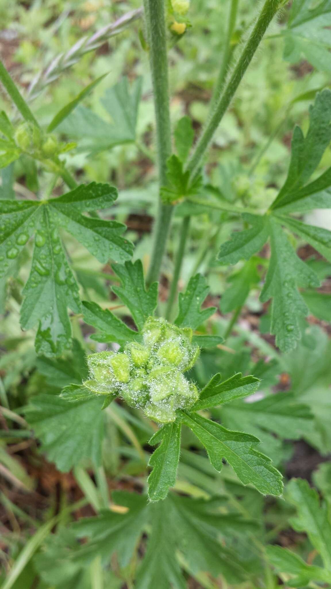 Image of european mallow