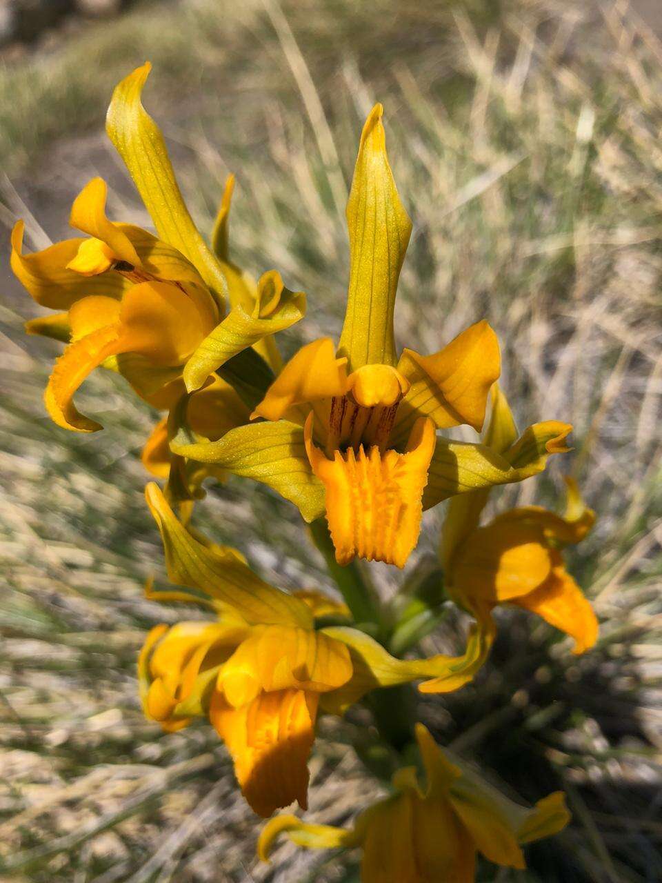 Plancia ëd Chloraea alpina Poepp.