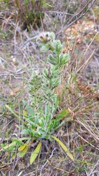 Image of Echiostachys ecklonianus (DC.) Levyns