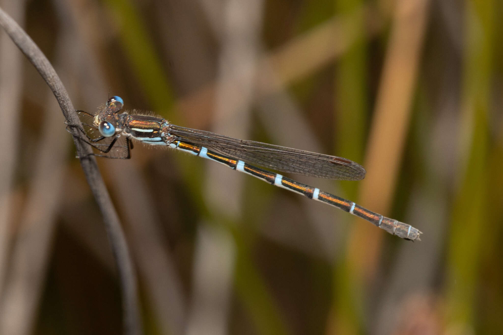 Plancia ëd Austrolestes aleison Watson & Moulds 1979