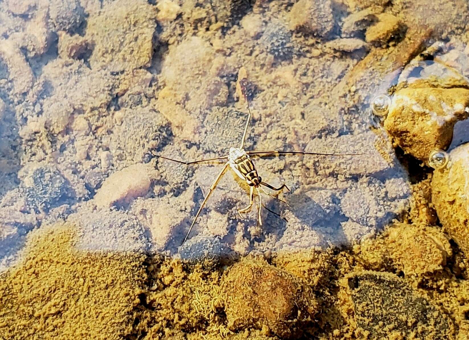 Image of Trepobates inermis Esaki 1926