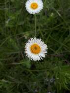 Image of Erigeron longipes DC.