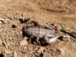 Image of Magaliesberg Rock Scorpion