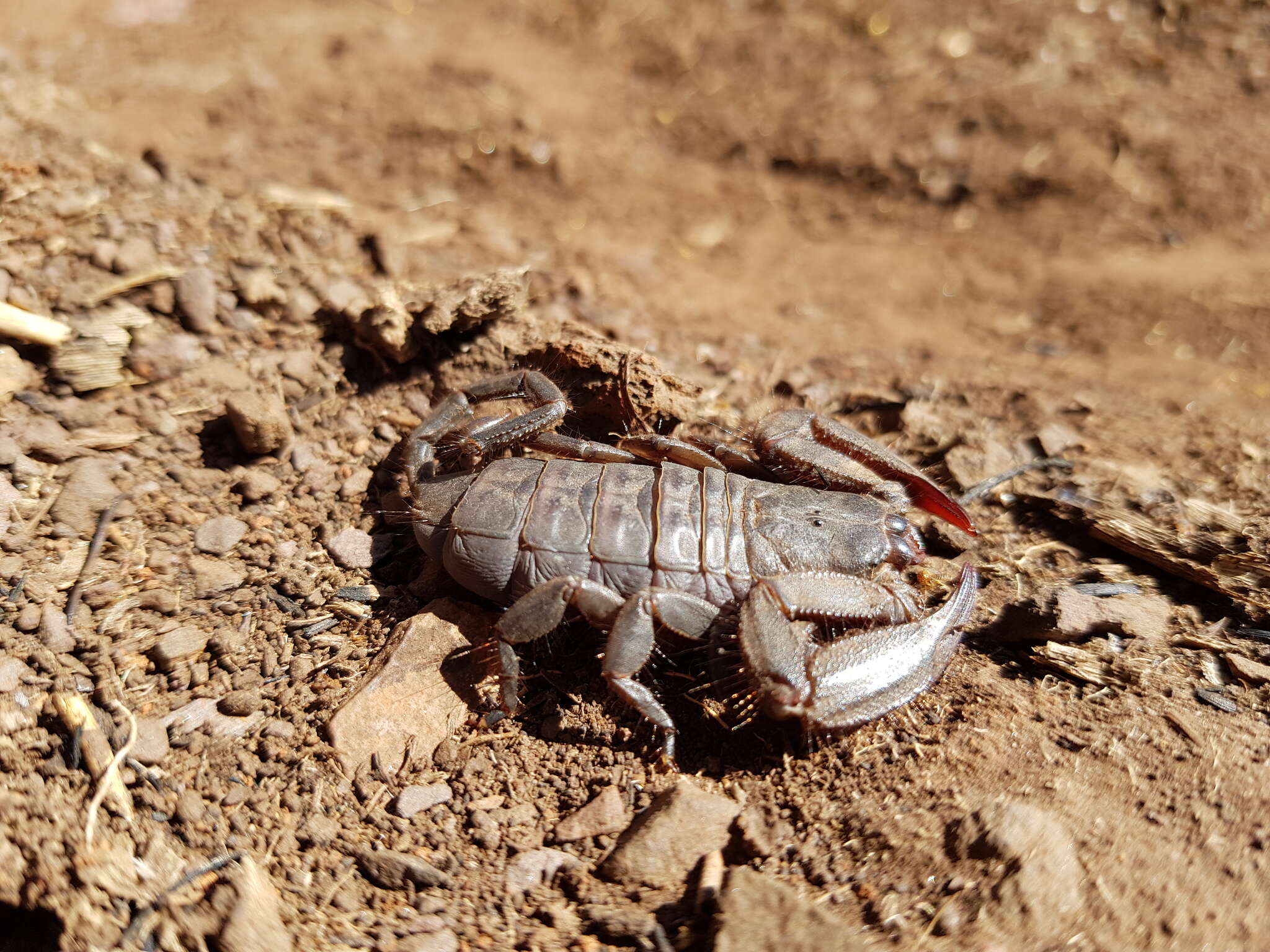 Image of Magaliesberg Rock Scorpion