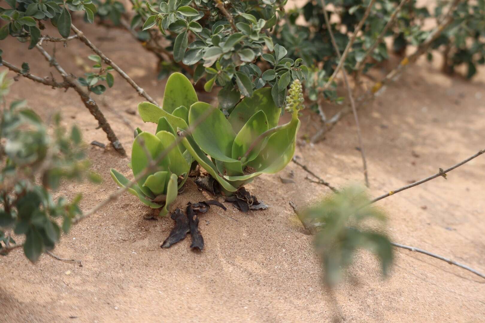 Image of Ledebouria nitida