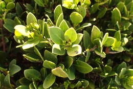 Image de Robsonodendron maritimum (Bolus) R. H. Archer