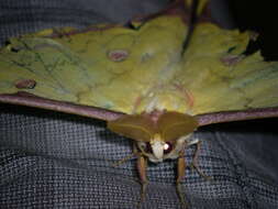 Imagem de Actias sinensis subaurea Kishida 1993