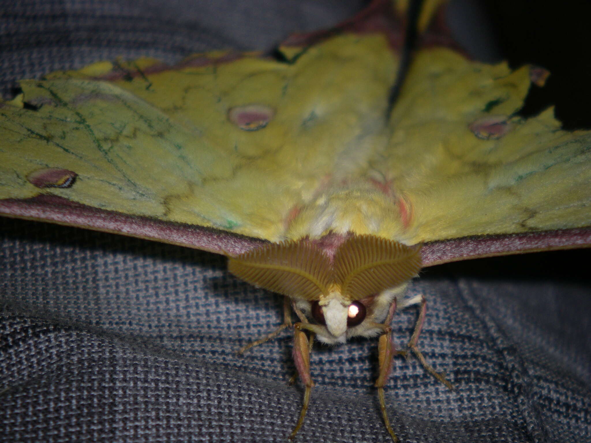 Image of Actias sinensis subaurea Kishida 1993