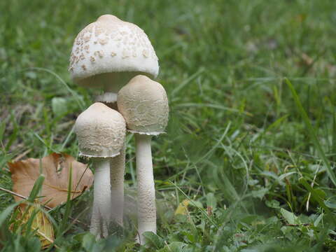 Image of Macrolepiota excoriata (Schaeff.) Wasser 1978