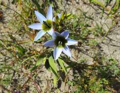 Image of Ixia monadelpha D. Delaroche