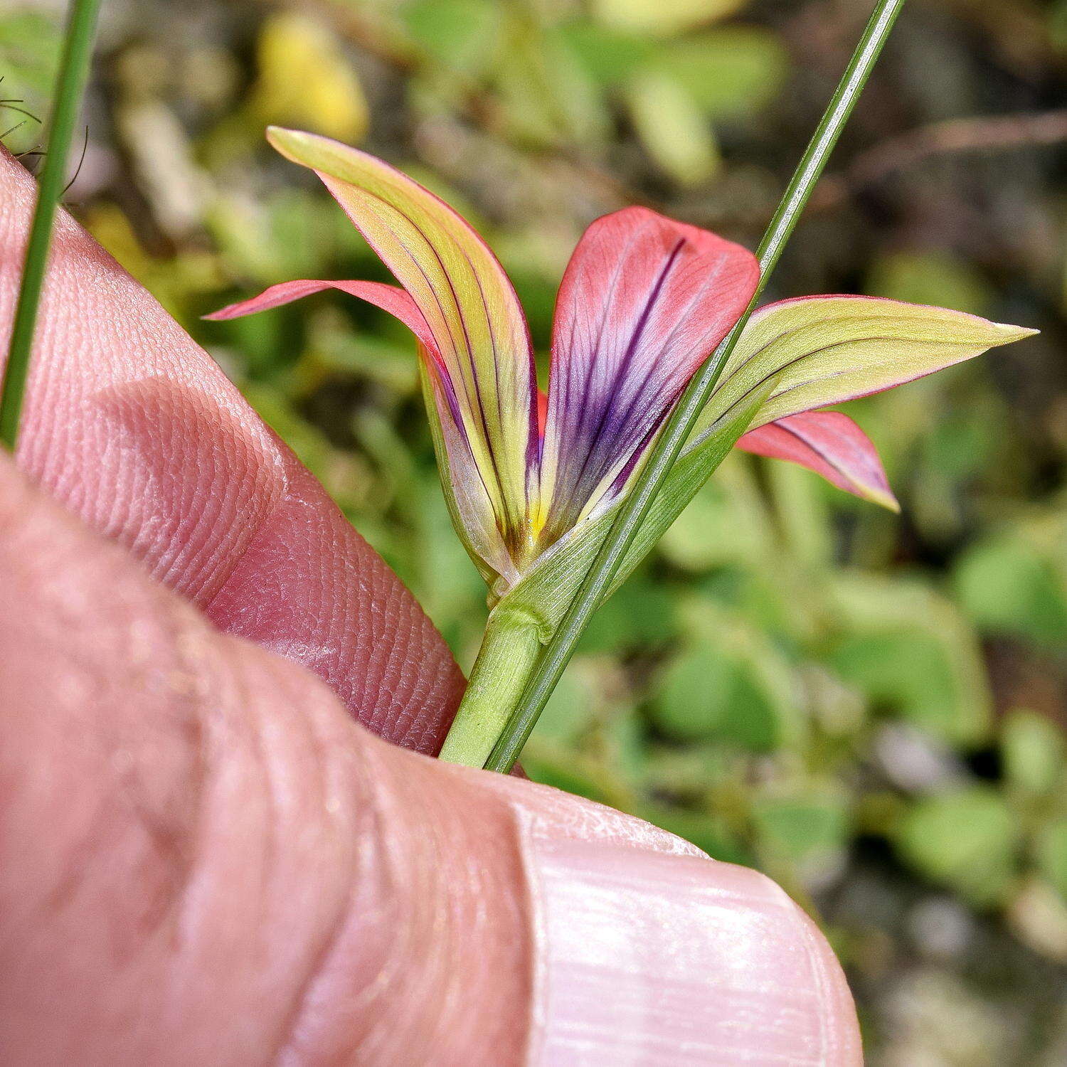 Image of Romulea obscura var. obscura