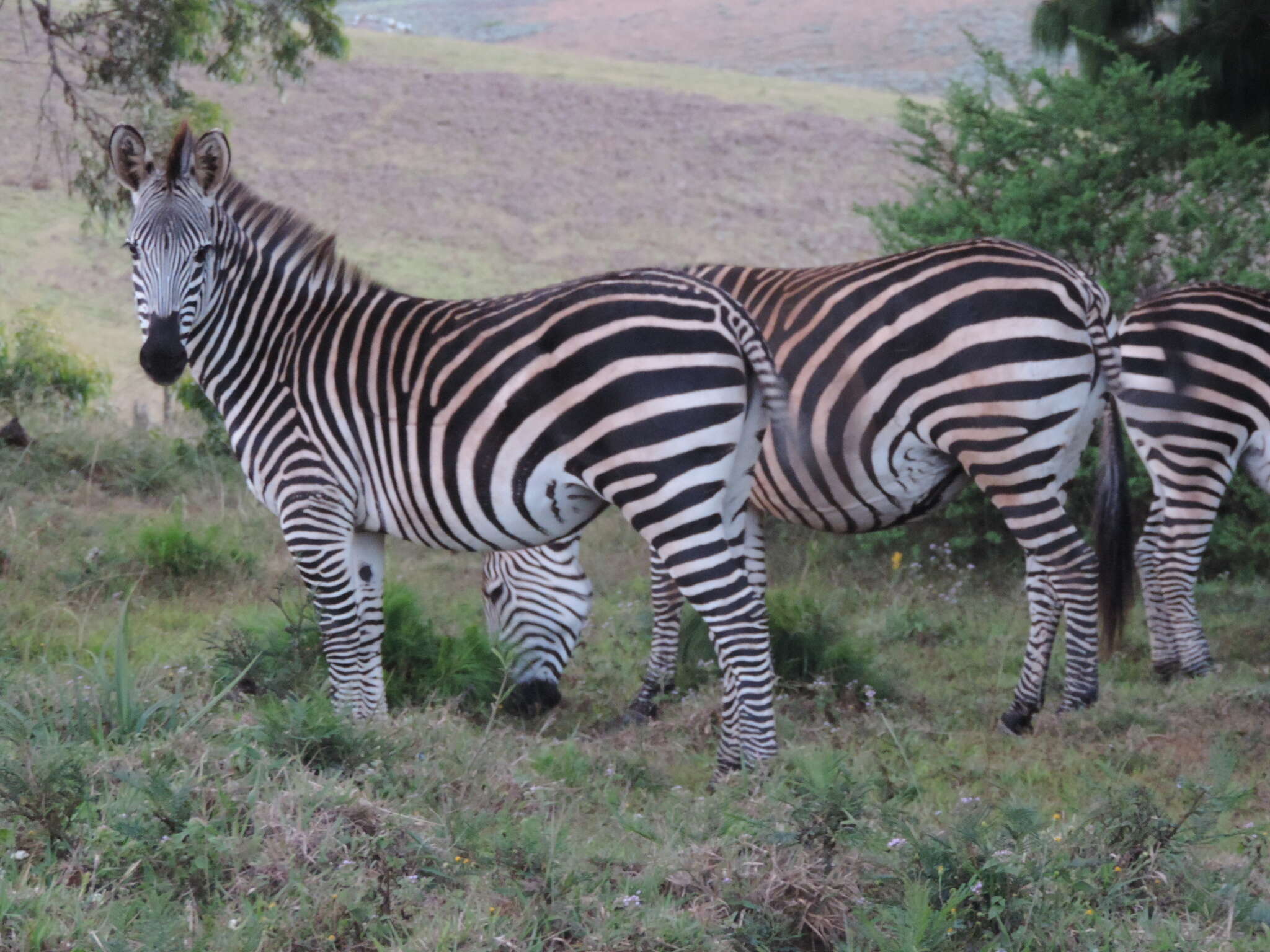 Image of Crawshay's zebra