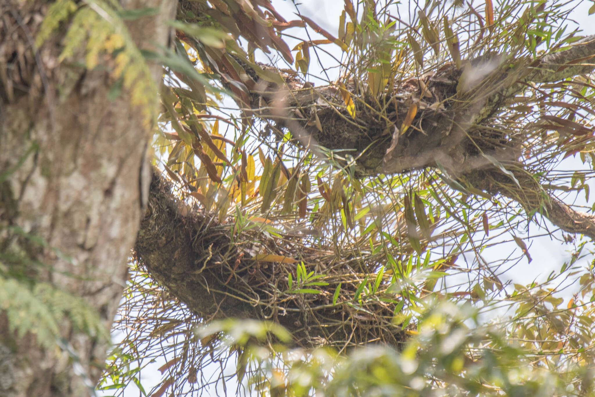 Image of Dendrobium chryseum Rolfe