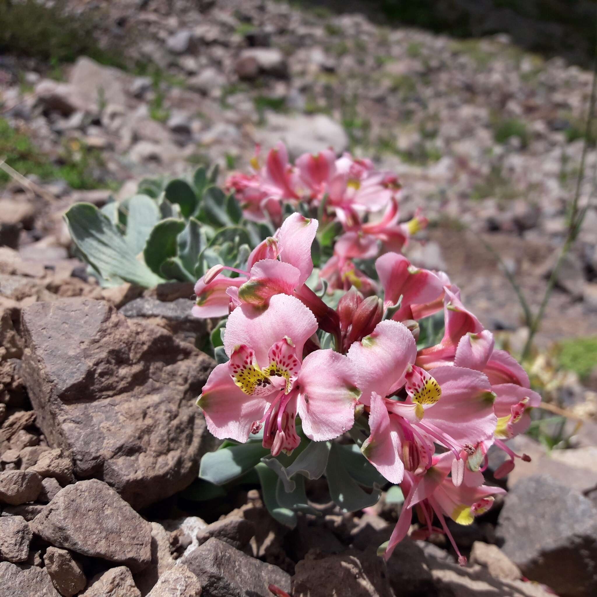 Image of Alstroemeria umbellata Meyen