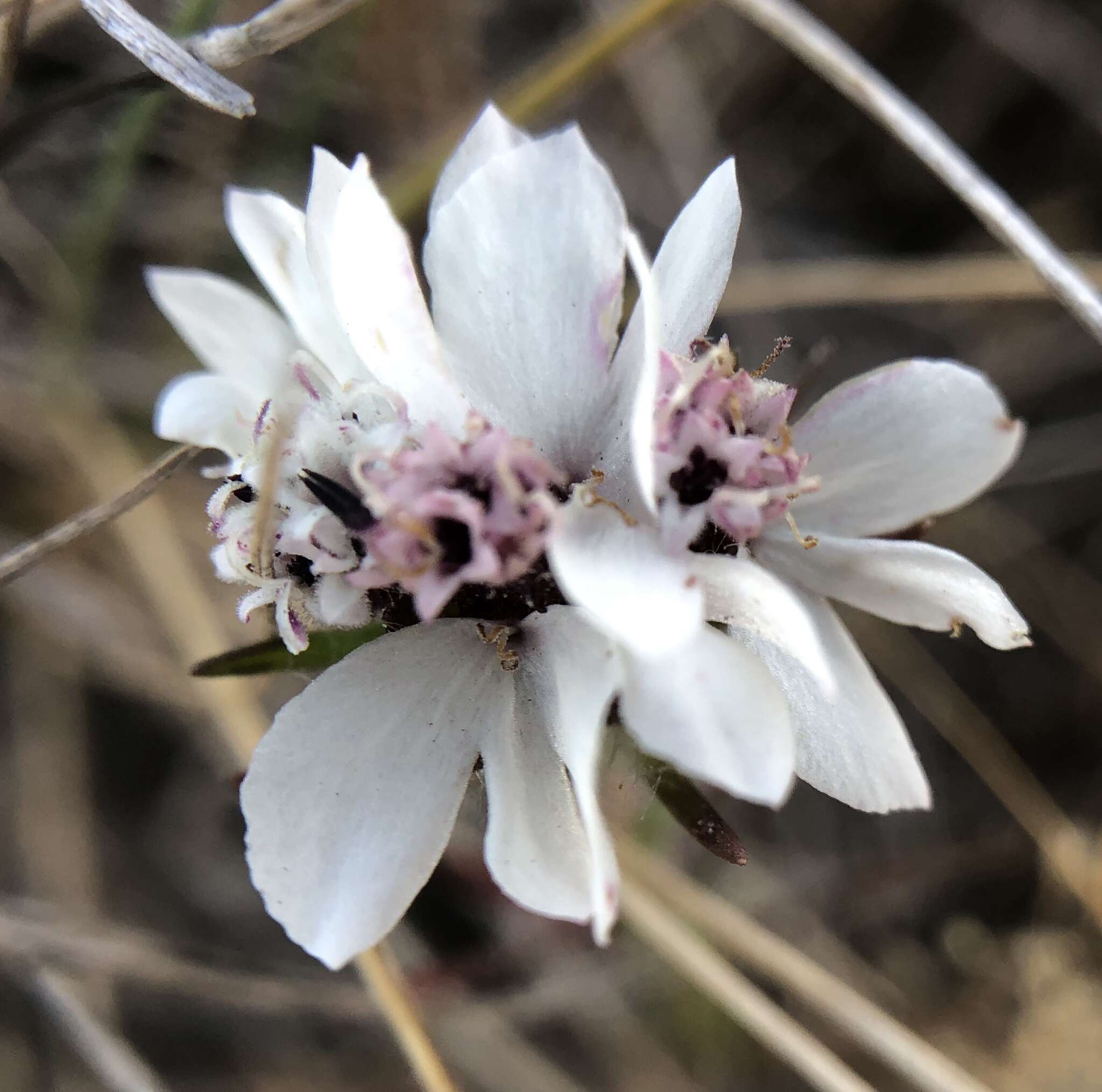 Image of sticky western rosinweed