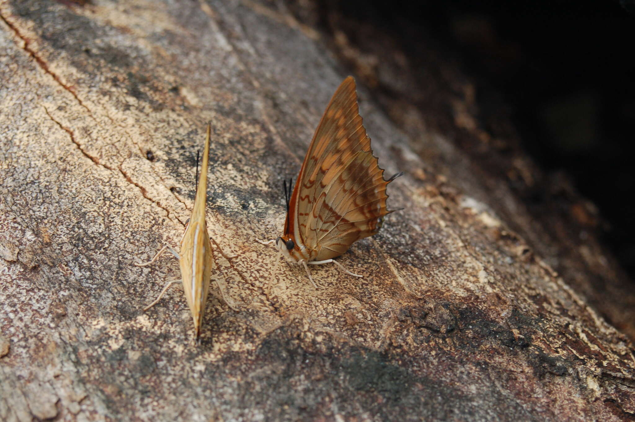 Image of <i>Charaxes macclounii</i>