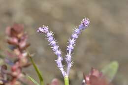 Image of Aponogeton satarensis Sundararagh., A. R. Kulk. & S. R. Yadav