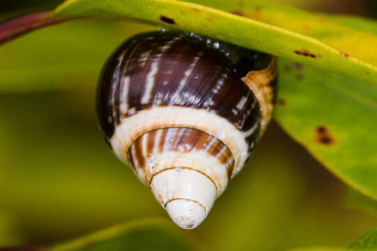 Image de <i>Achatinella mustelina</i>