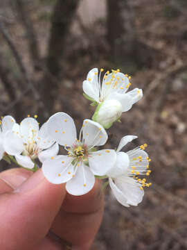 Image of Mexican plum