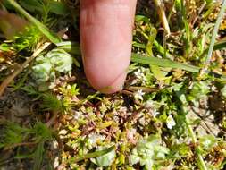 Image of Dwarf Calico-Flower