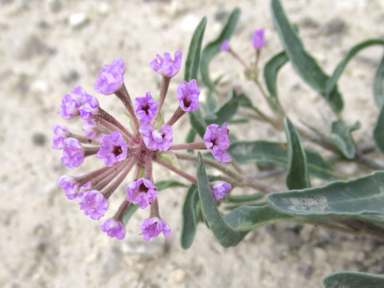 Image of Carleton's sand verbena