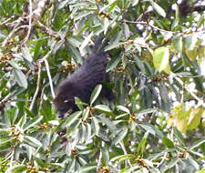 Image of Arctictis binturong binturong (Raffles 1821)