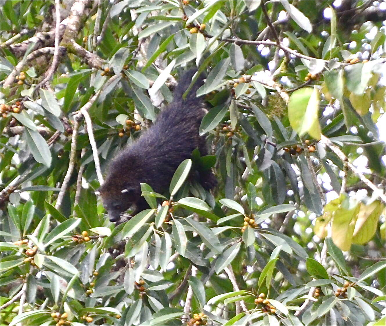 صورة Arctictis binturong binturong (Raffles 1821)