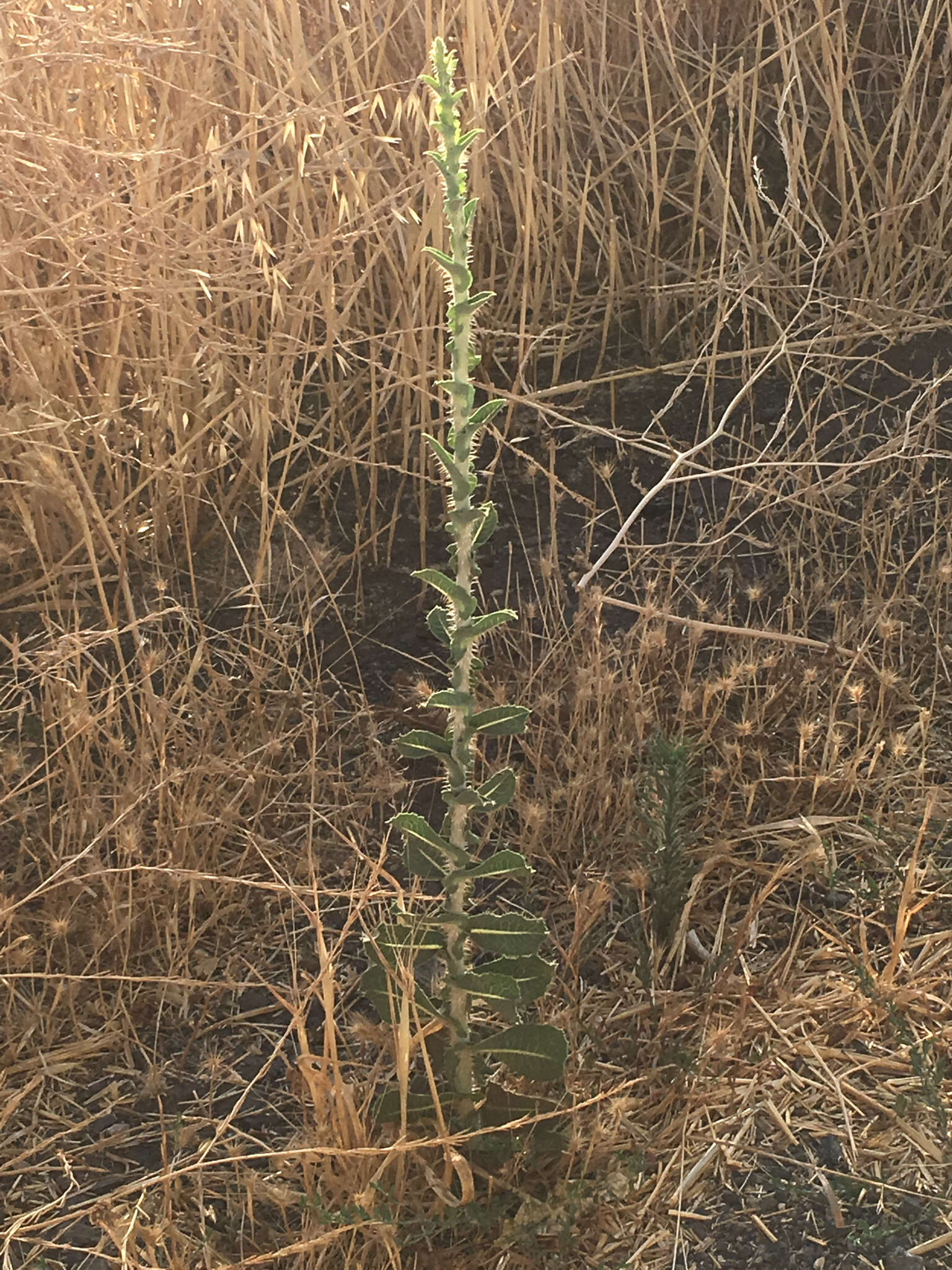 Image of Lactuca aculeata Boiss. & Kotschy ex Boiss.