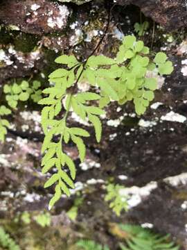 Sivun Cryptogramma stelleri (Gmel.) Prantl kuva