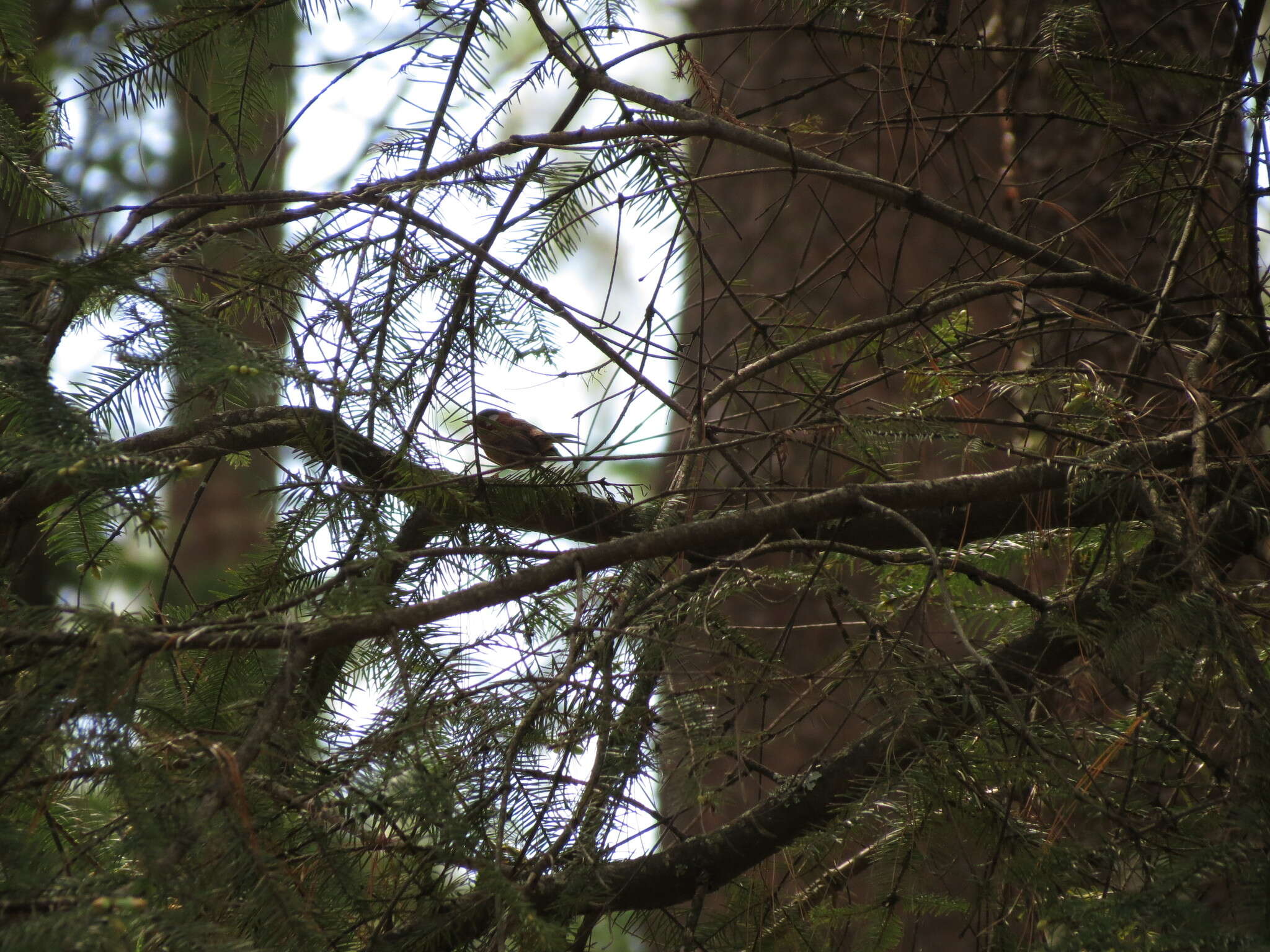 Image of Red Warbler